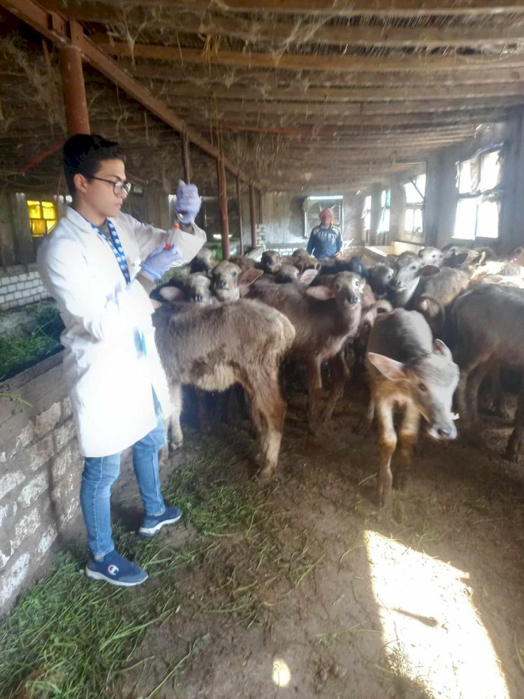 الزراعة :تنظم قافلة الخير البيطرية لعلاج مواشي الدقهلية