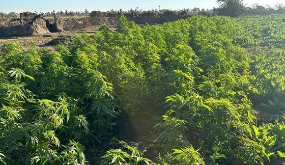 ضبط تشكيل عصابي تخصص زراعة المواد المخدرة باسيوط