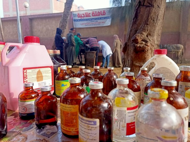 علاج ماشية صغار المربين ببني سويف