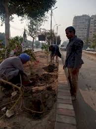 ضمن مبادرة "100 مليون شجرة".. استمرار زراعة أشجار زينة ومثمرة بمركزي مطاي وديرمواس بالمنيا