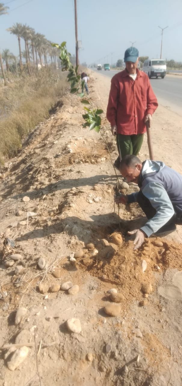 ضمن مبادرة " 100 مليون شجرة" استمرار زراعة أشجار زينة ومثمرة بمراكز بالمنيا