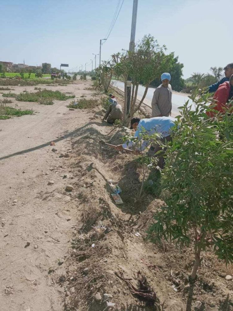 استمرار زراعة أشجار مثمرة وأخرى للزينة فى مركزين بالمنيا ضمن مبادرة "100 مليون شجرة"