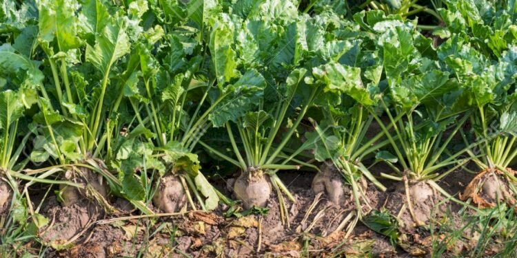 اليوم.. بدء موسم توريد محصول البنجر في المنيا