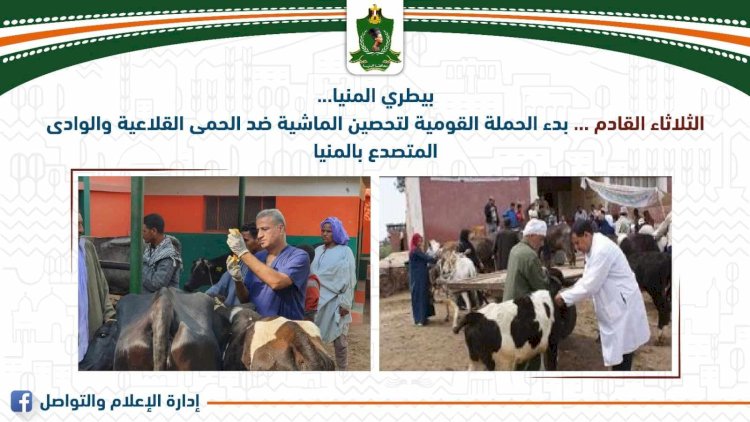 بدء الحملة القومية لتحصين الماشية ضد الحمى القلاعية والوادى المتصدع بالمنيا الثلاثاء القادم
