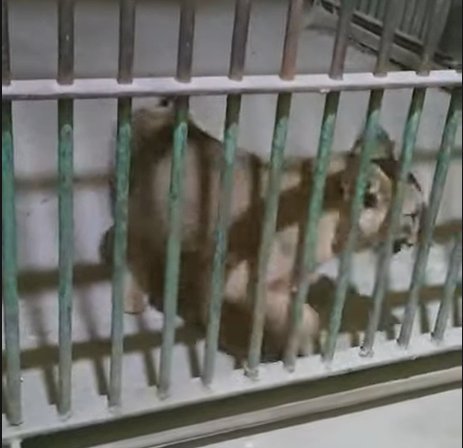 وزارة الزراعة:"الشبل"يزأر في حديقة حيوان بني سويف"