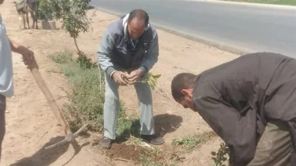زراعة 82 شجرة مثمرة ضمن مبادرة 100 مليون شجره بمطاي بالمنيا