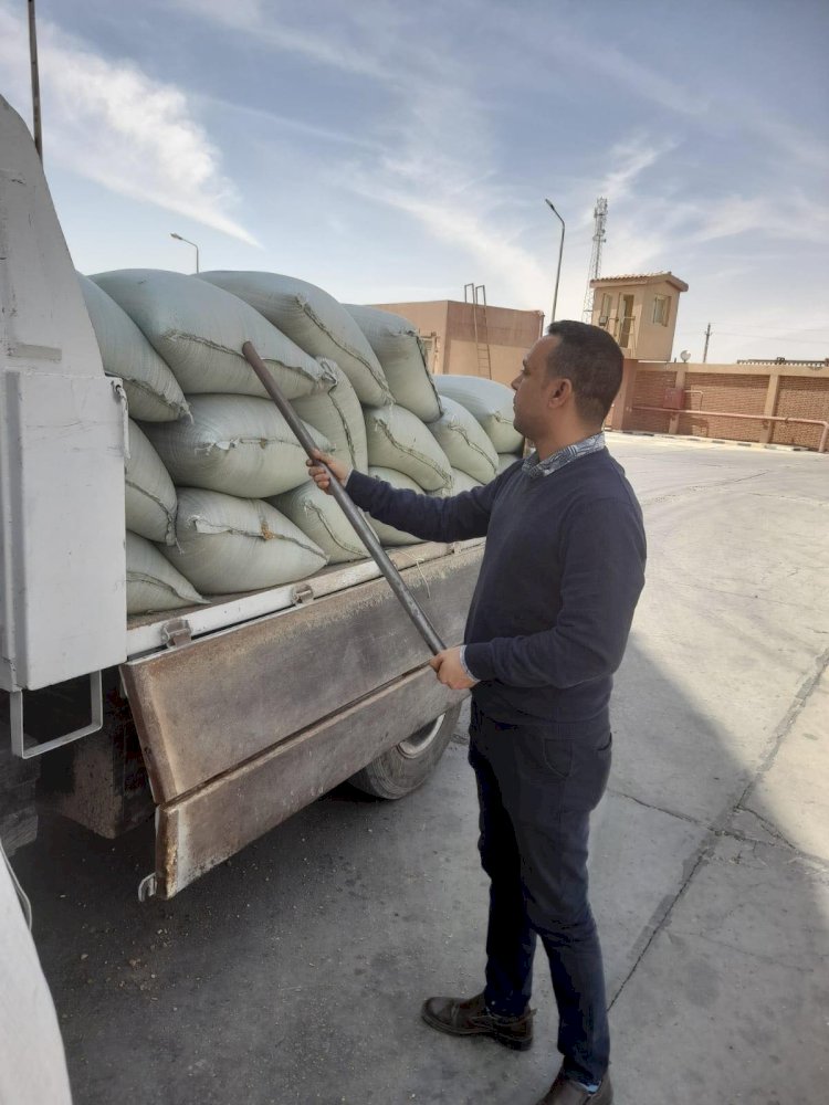 محافظ المنيا يعلن بدء موسم توريد القمح لعام 2024 لـ42 موقعًا تخزينيًا