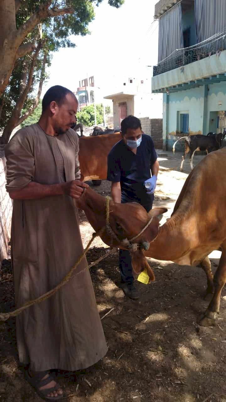 بيطري المنيا: تحصين ٢٠٠ ألف رأس ماشية ضمن الحملة القومية لمجابهة أمراض الحمى
