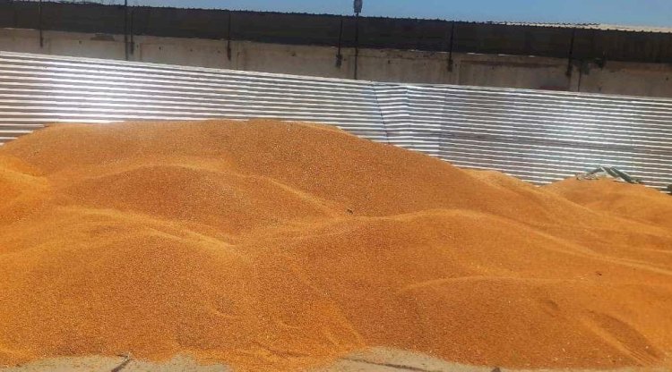 "١٧"موقع تخزيني تستقبل موردين القمح بسوهاج