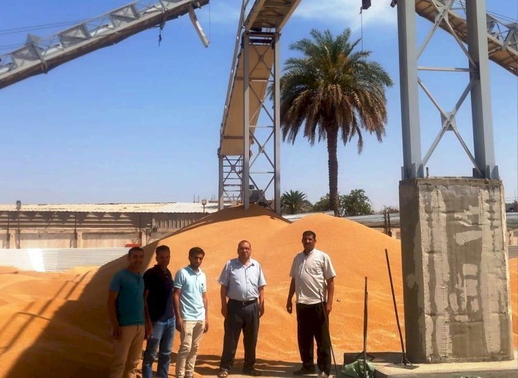 "الفقي"توريد اكثر من "٩"الاف طن قمح بدون معوقات منذ بداية الموسم