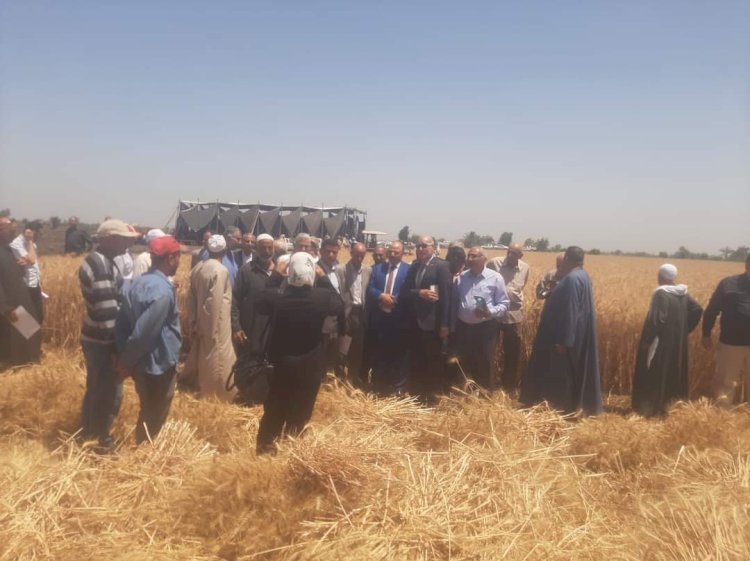 تنظيم حصاد لحقول القمح المنزرعة بالاساليب الحديثة  بالدقهلية