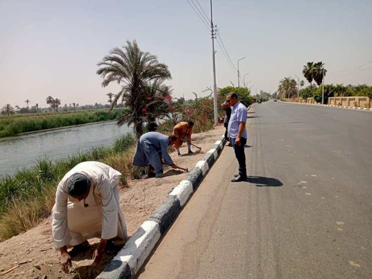 زراعة 100 شجرة على طريق مصر أسوان الزراعي بمركز ومدينة ديرمواس