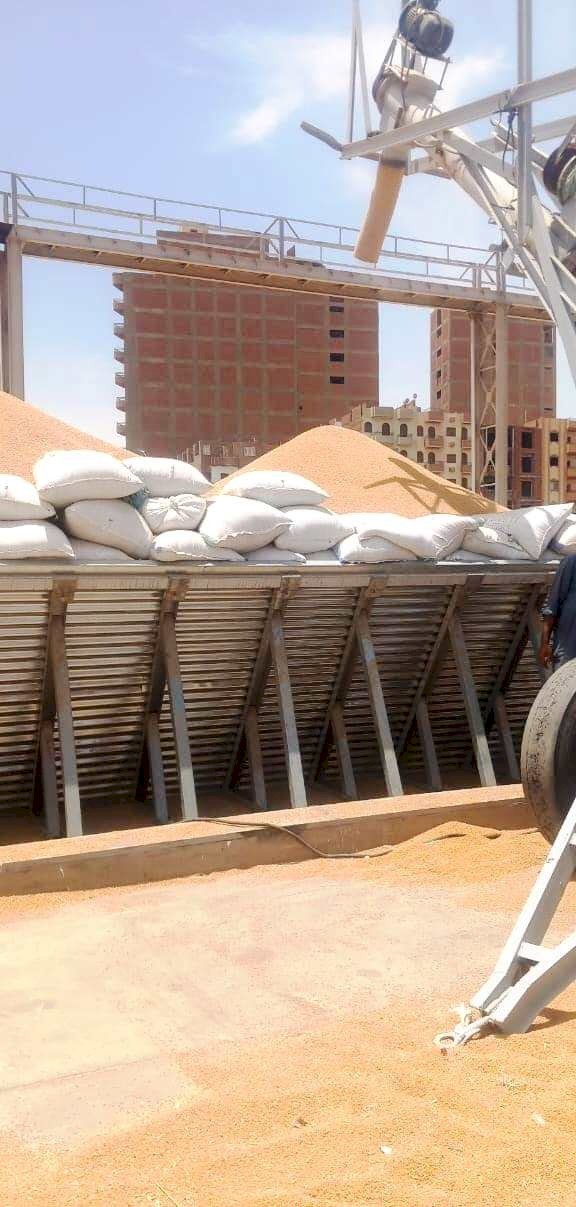 الفقي: توريد ٨٥ ألف و٦٨٥طن قمح للشون والصوامع منذ بدء موسم  التوريد بدون معوقات