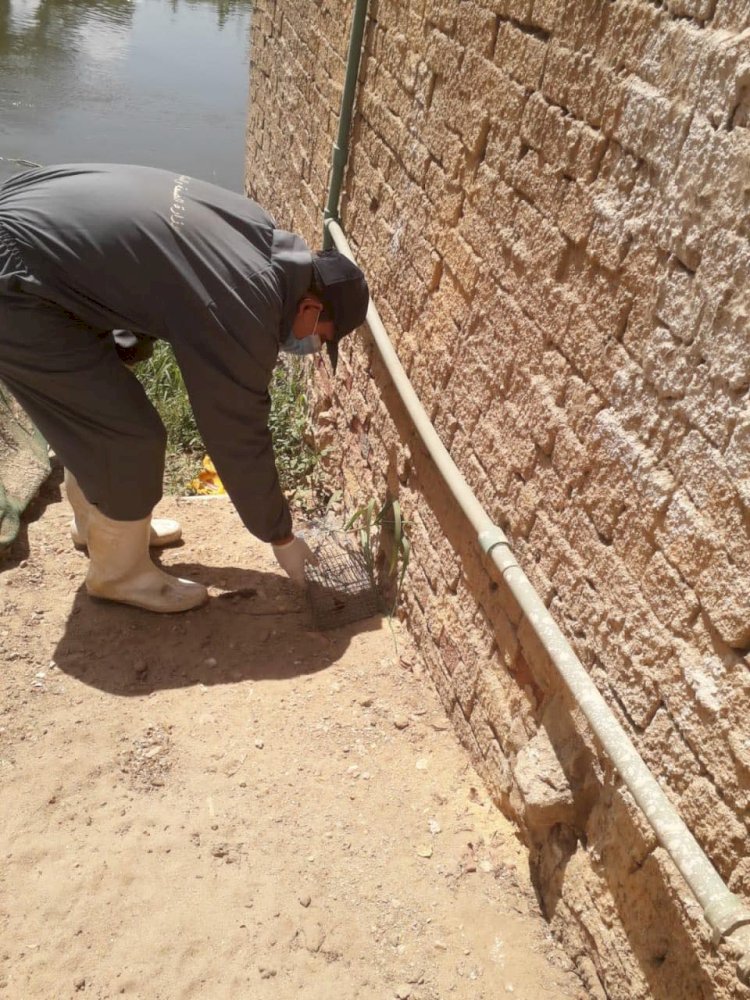 صحة المنيا: تنفيذ الحملة القومية للقضاء على القوارض وناقلات الأمراض