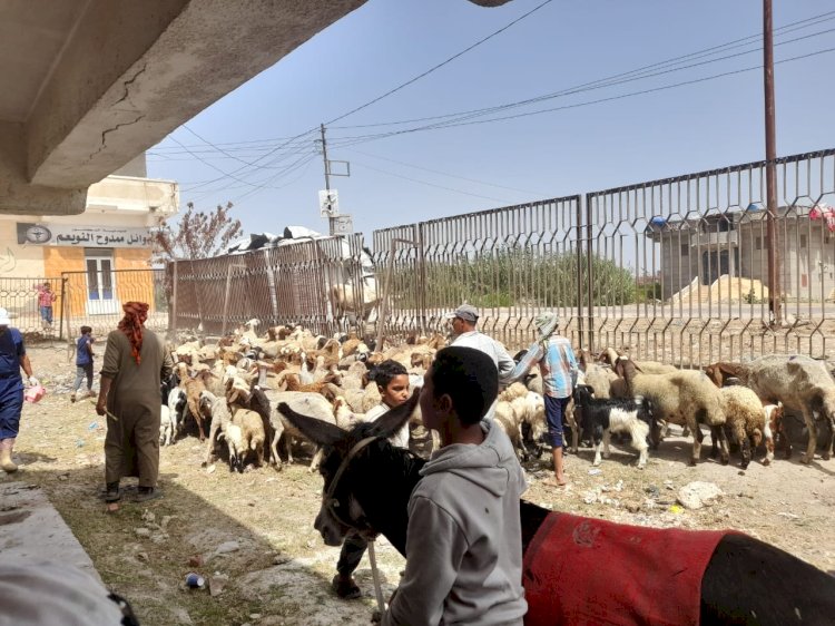 الزراعة:تختتم حملة القوافل البيطرية المجانية