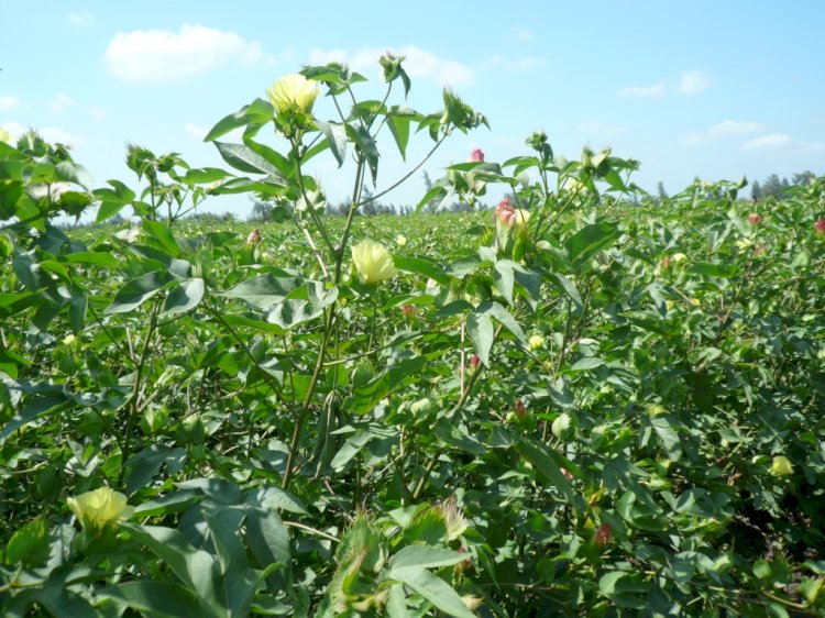 نصائح لمزارعي القطن للتعامل مع الموجة الحارة