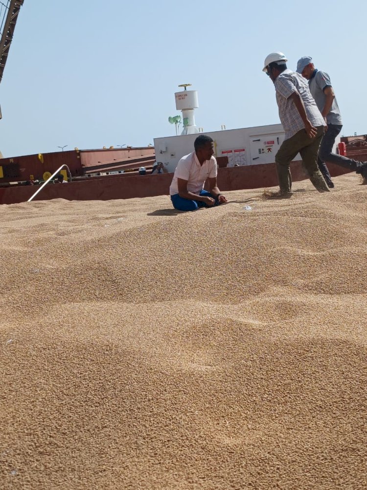 "الحجر الزراعي" يواصل فحص الرسائل الواردة من القمح في الموانئ المصرية
