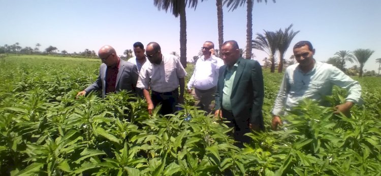 الزراعة تتفقد زراعات الذرة والحالة العامة للمحصول ممتازة