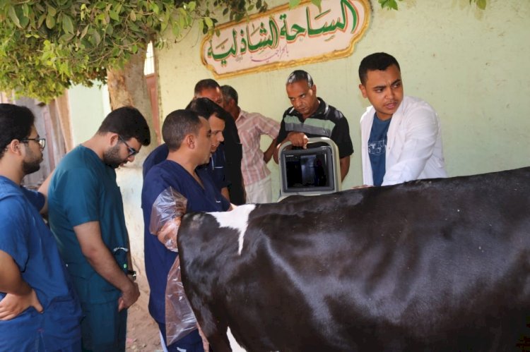 جامعة جنوب الوادي تنظم قافلة طبية بيطرية  بقرية الحراجية  بقوص