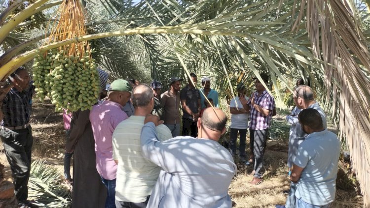 مكافحة الافات تكثف حملاتها لحماية نخيل البلح في سيوه