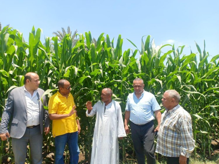 "الزراعة"تتفقد زراعات الذرة بالجيزة