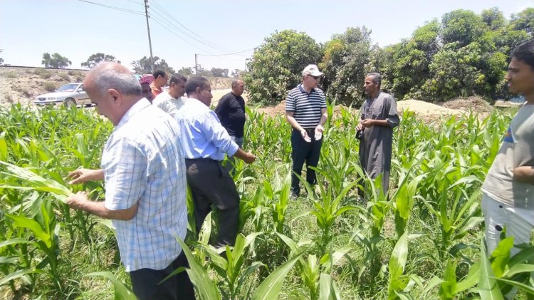 مكافحة الافات تتابع المحاصيل ومكافحة الجراد بمنطقة القناة وسيناء والاسماعيلية