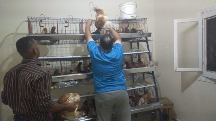 الزراعة:بحوث الصحراء دعم التجمعات بمشروعات الدجاج بسيناء