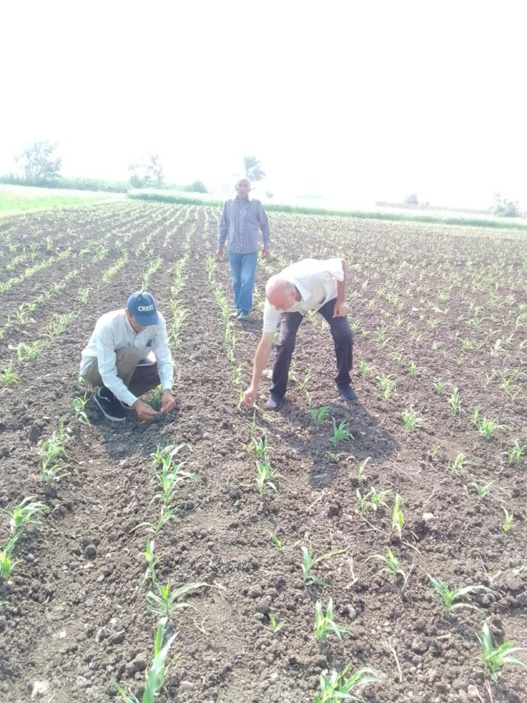 الزراعة تتابع مكافحة الافات في جميع المحافظات