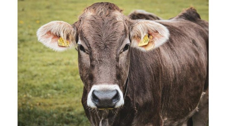 قنا تعلن عن انطلاق الحملة القومية لتحصين الماشية ضد الحمى القلاعية