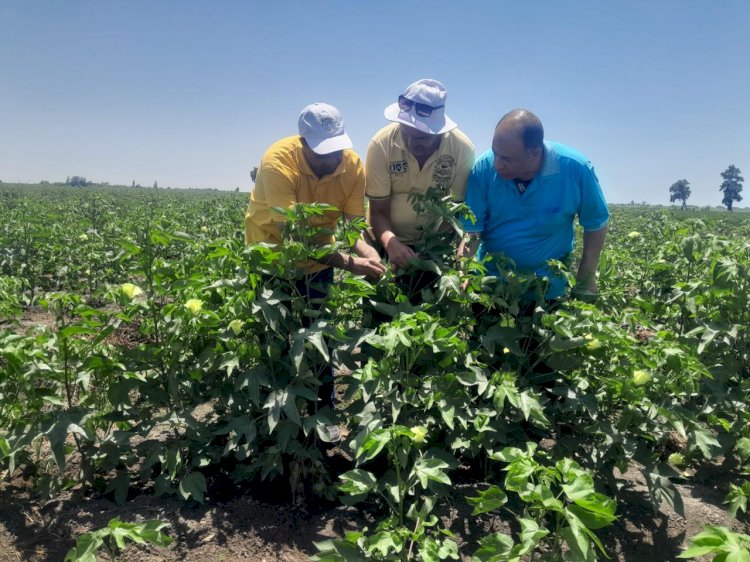 الزراعة تتابع المحاصيل الزراعية ومنظومة الاسمدة