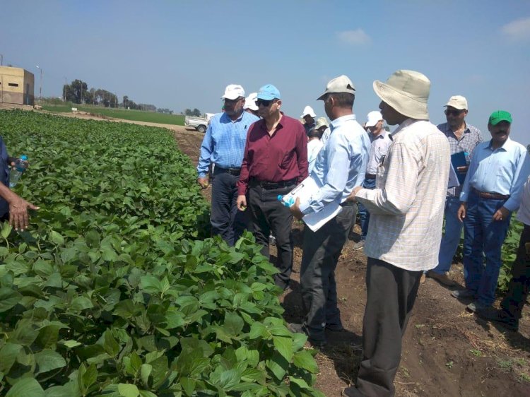 الزراعة تتابع المحاصيل الحقلية الصيفية بمحطة بحوث سخا بكفر الشيخ
