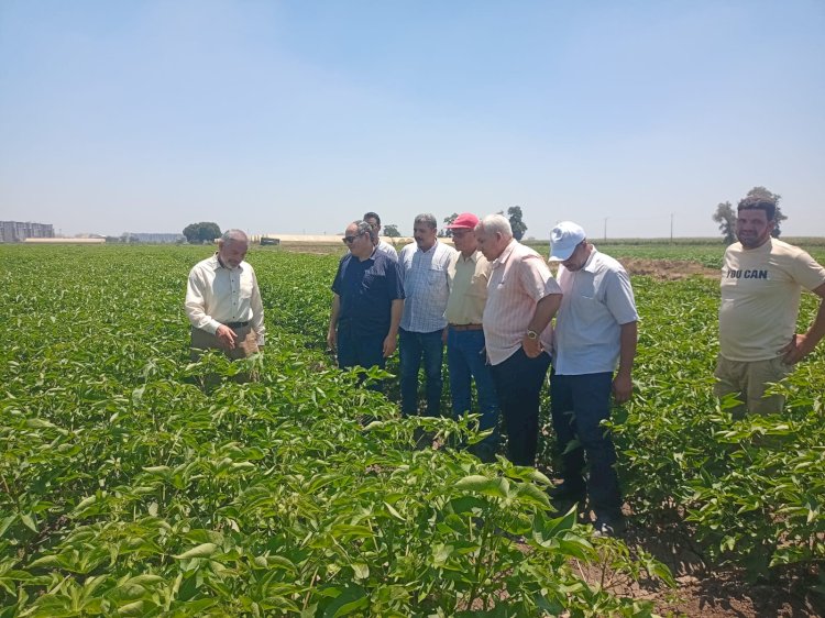 رغم ارتفاع درجات الحرارة القاتلة قيادات الزراعة في الحقول والمزارع لمتابعة المحاصيل