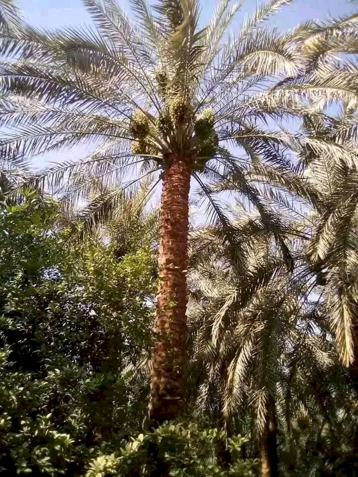 النخل..  شعر مصطفى معاذ