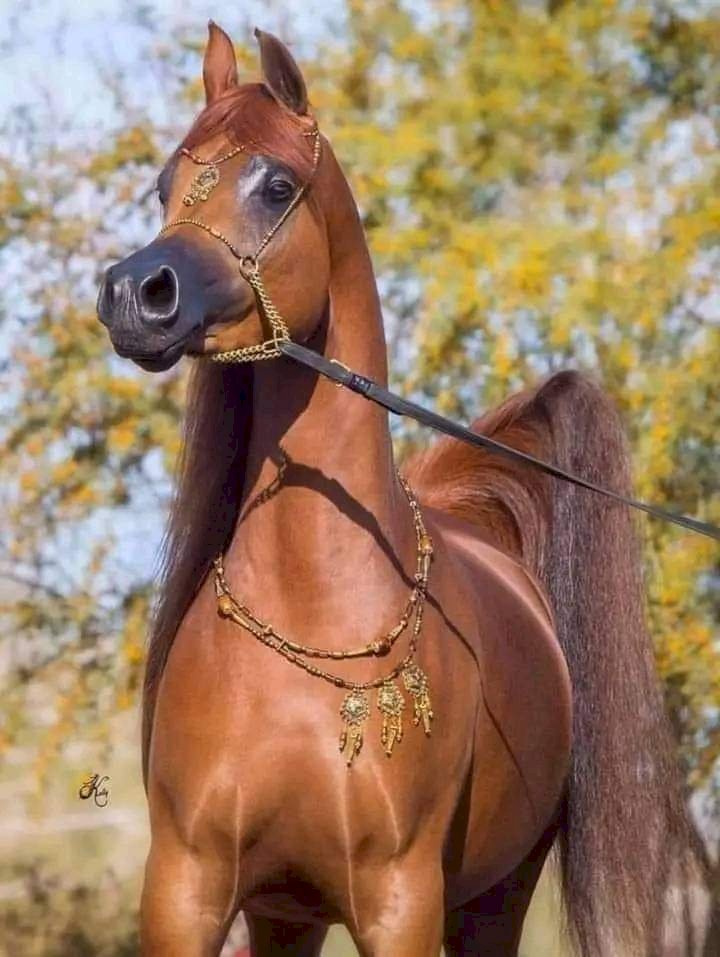 أسماء إسماعيل تكتب: لماذا علينا تعليم أولادنا ركوب الخيل؟