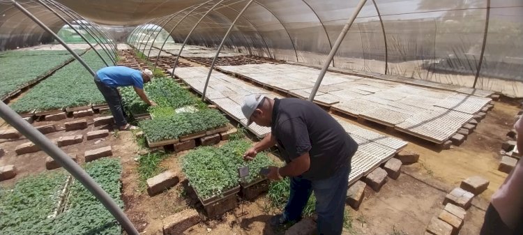 الزراعة:تواصل فحص مشاتل الخضر بالمحافظات ...وفحص التقاوي تتفقد مشاتل المنوفية