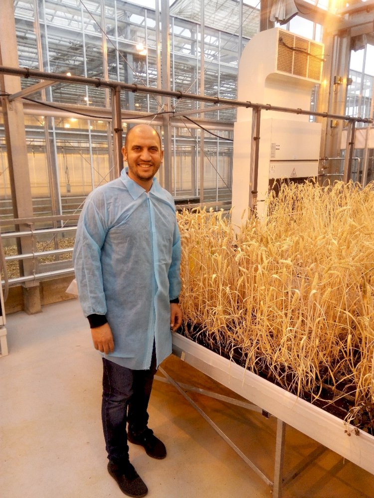 د أحمد فوزى القط يكتب: "منجم ذهب" لأصناف قمح عمرها قرن من الزمان