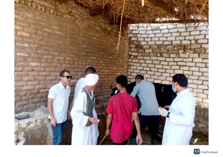 تحصين 29 ألف رأس ماشية ضد الحمى القلاعية والوادى المتصدع بقنا