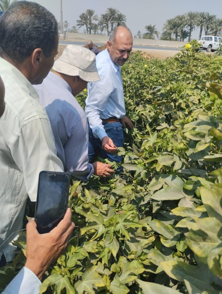 الزراعة تتابع محطات التقاوي وحقول الاكثار ببني سويف