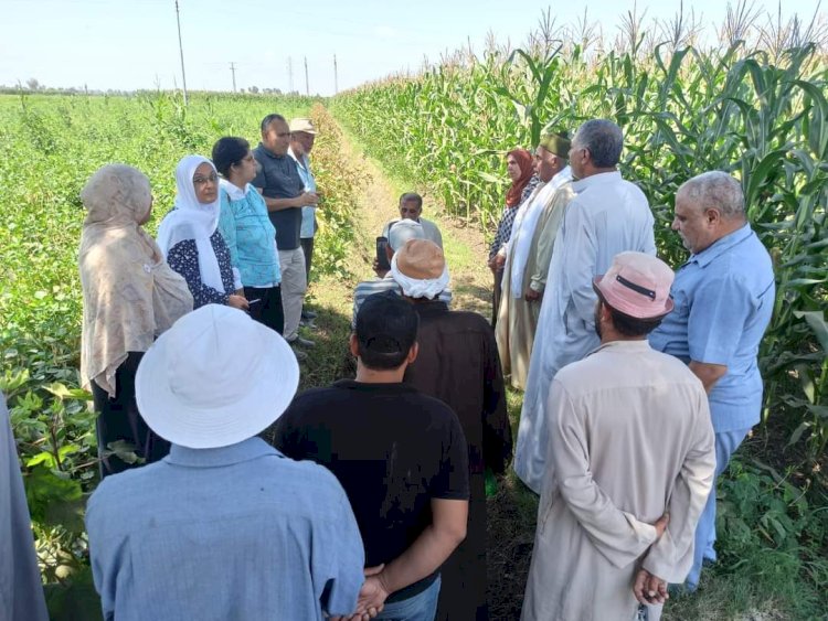 الادارة المركزية للارشاد تواصل تنفيذ ايام الحقل للذرة الشامية