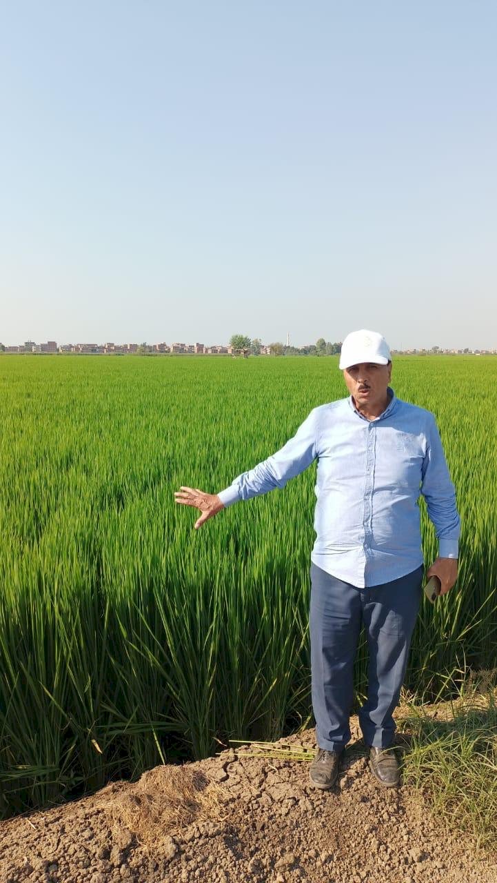 غدا حصاد محصول الارز بالاساليب الحديثة بالشرقية