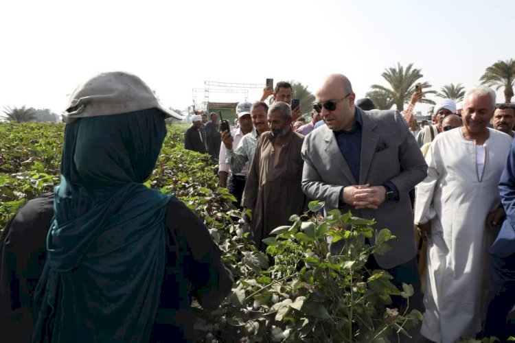 نقيب الفلاحين: يكشف تفاصيل افتتاح موسم جني القطن بمحافظة بني سويف