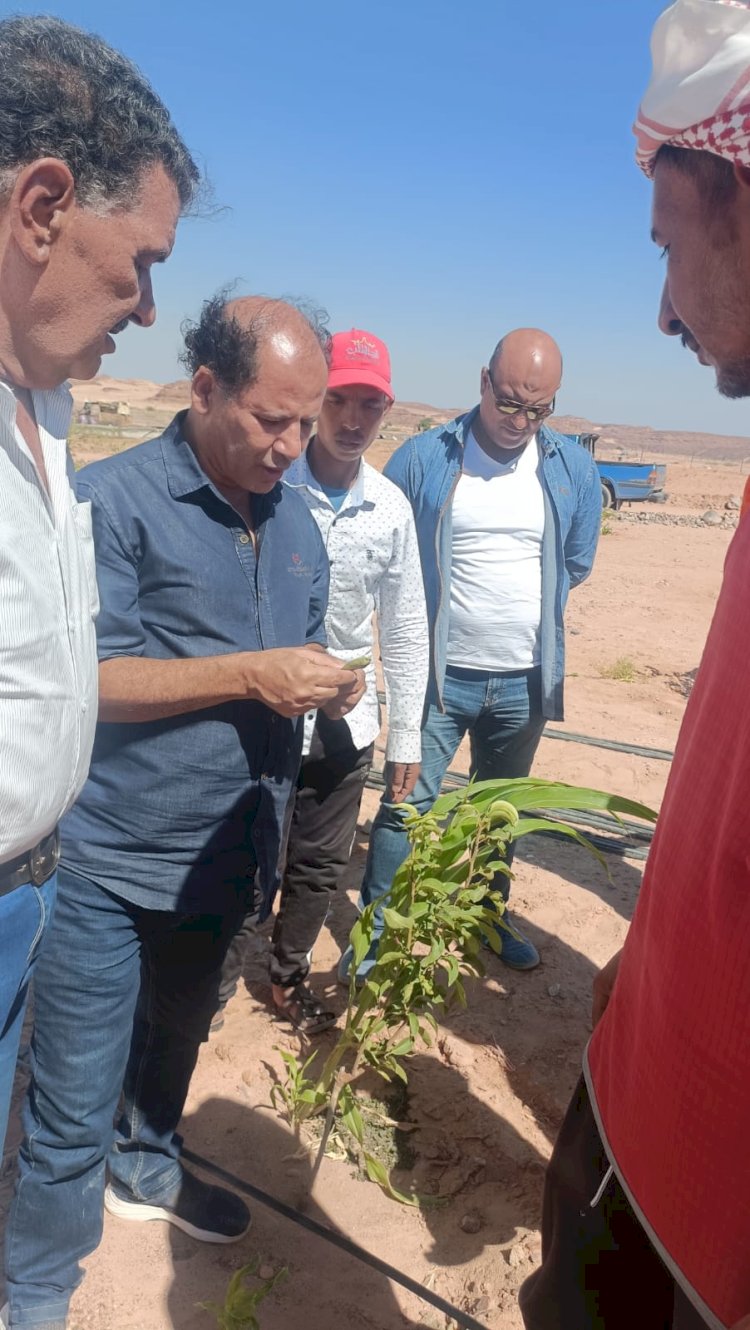 الصحراء تواصل تقديم الدعم الفني لمزارعي شمال وجنوب سيناء