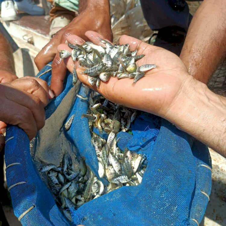 تنمية البحيرات يطلق مليون زريعة سمكية ببحيرة مريوط