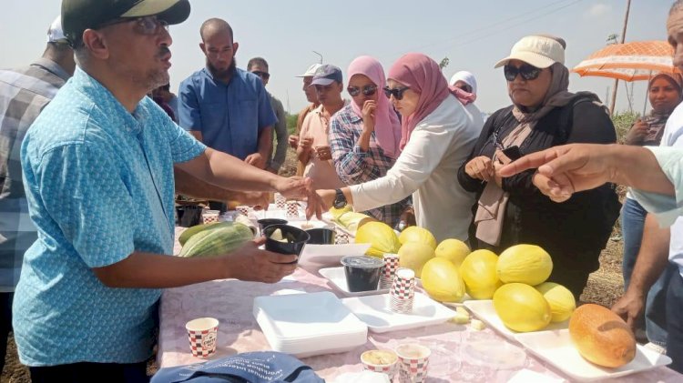 القومي للجينات ينظم يوم حقلي لمتابعة التنوع الوراثي للشمام ولوبيا العلف بمحطة الجميزة