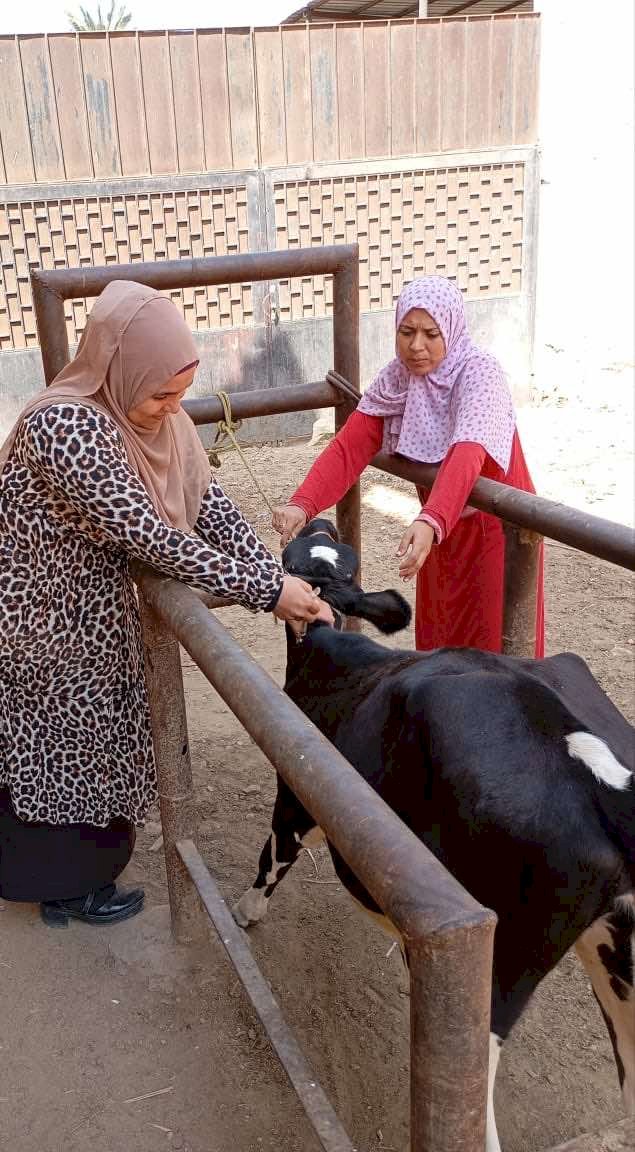 بيطري المنيا: تقديم 3138 خدمة خلال 6 قوافل بيطرية مجانية  بقرى المحافظة