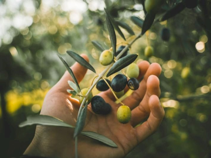 19 سبتمبر افتتاح ملتقى مستقبل الزيتون المصرى بمرسي مطروح