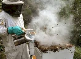 احتراق 250 خلية نحل ونخلتين في المنيا .. والسبب سيجارة