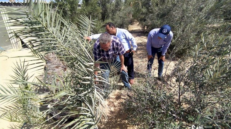 الزراعة تتابع مكافحة الافات الزراعية بسيناء
