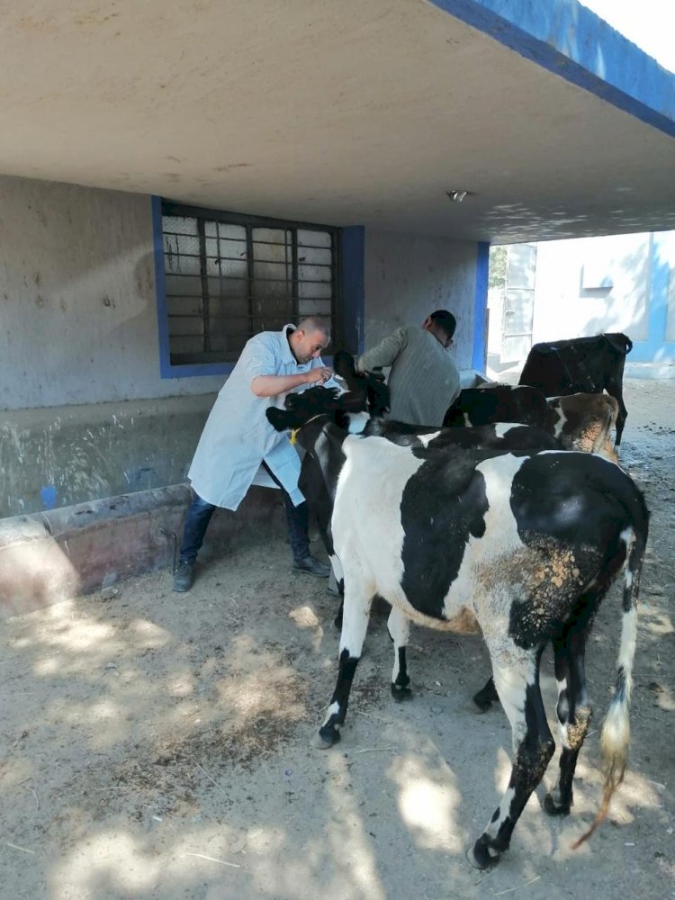 ضمن فعاليات "بداية".. بيطري المنيا: تقديم 1527 خدمة خلال 3 قوافل بيطرية مجانية شاملة