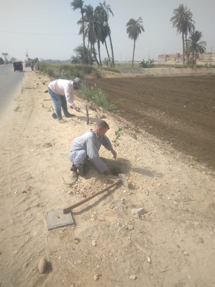 زراعة 100 شتلة متنوعة بمطاي وبني مزار ضمن مبادرة بداية